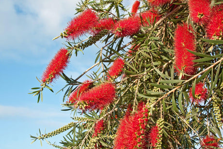 Dawson River Weeper Bottlebrush - Callistemon viminalis 'Dawson River Weeper' - Brisbane Plant Nursery