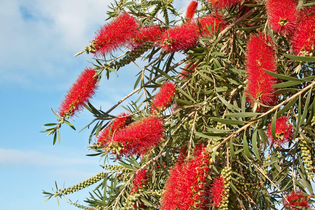 Dawson River Weeper Bottlebrush - Callistemon viminalis 'Dawson River Weeper' - Brisbane Plant Nursery