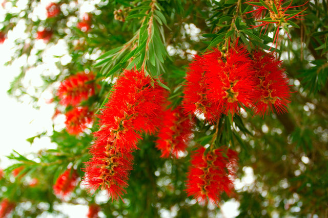 Slim Bottlebrush - Callistemon viminalis 'Slim' - Brisbane Plant Nursery