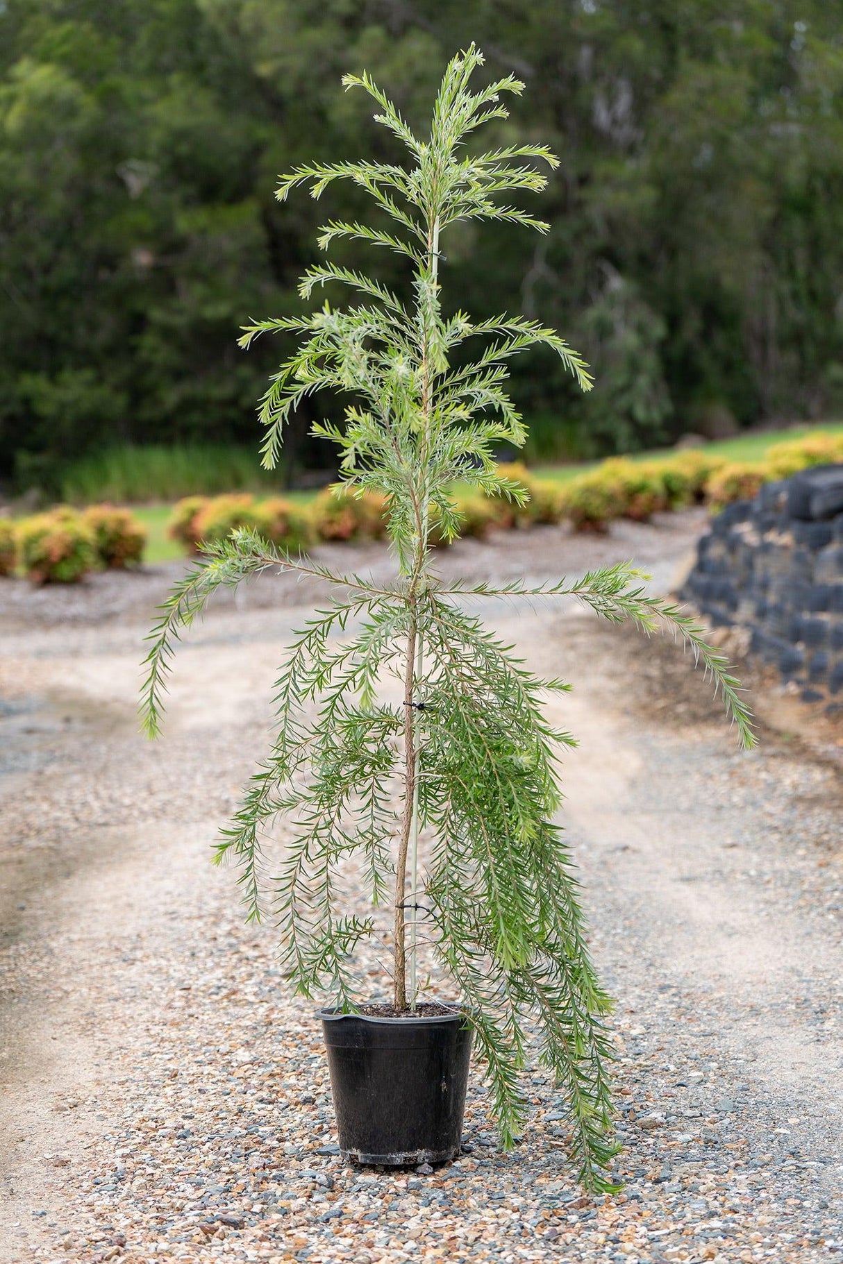 Slim Bottlebrush - Callistemon viminalis 'Slim' - Brisbane Plant Nursery