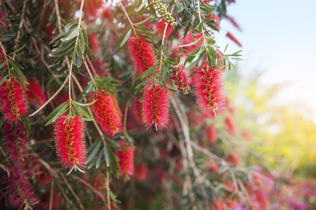 Wildfire Bottlebrush - Callistemon viminalis 'Wildfire' - Brisbane Plant Nursery