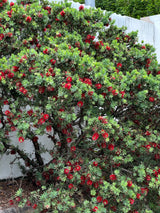 Little John Bottlebrush - Callistemon 'Little John'