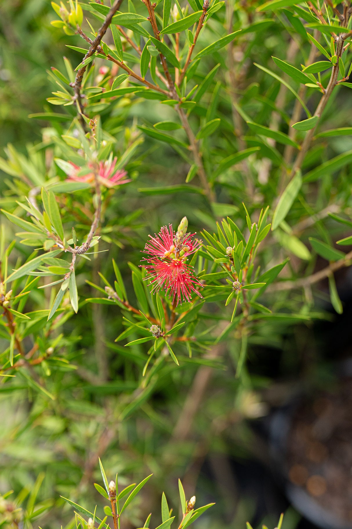 Reeves Pink Bottlebrush - Callistemon 'Reeves Pink' - Brisbane Plant Nursery