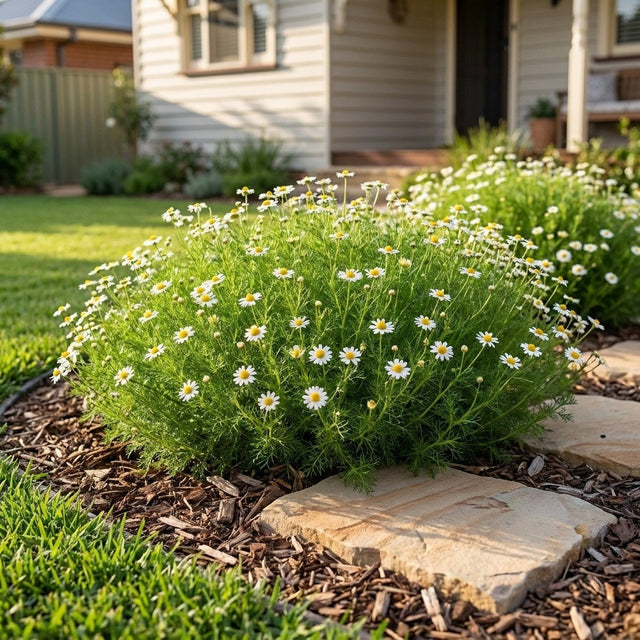 Calm-o-mile Chamomile (Chamaemelum nobile) growing in a mulched garden bed in front of an Australian home
