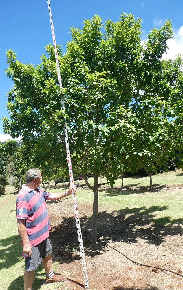 CALODENDRON capense (Cape Chestnut) - Ex Ground - Brisbane Plant Nursery