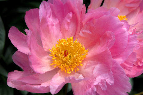 High Fragrance Camellia - Camellia 'High Fragrance' - Brisbane Plant Nursery