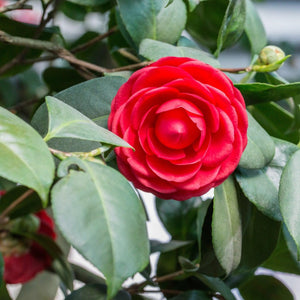 Black Tie Camellia