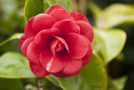 CM Hovey Camellia - Camellia japonica 'CM Hovey' - Brisbane Plant Nursery