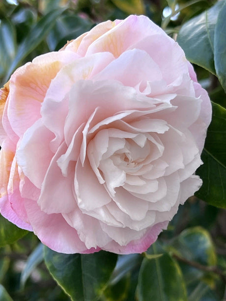 Desire Camellia - Camellia japonica 'Desire' - Brisbane Plant Nursery