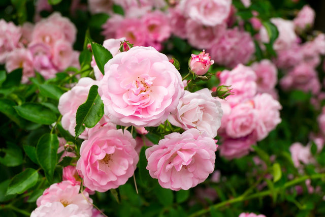 Drama Girl Camellia - Camellia japonica 'Drama Girl' - Brisbane Plant Nursery