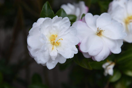 Ecclesfield Camellia - Camellia japonica 'Ecclesfield' - Brisbane Plant Nursery