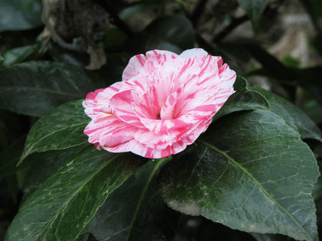 Emperor of Russia Variegated Camellia - Camellia japonica 'Emperor of Russia Variegated' - Brisbane Plant Nursery