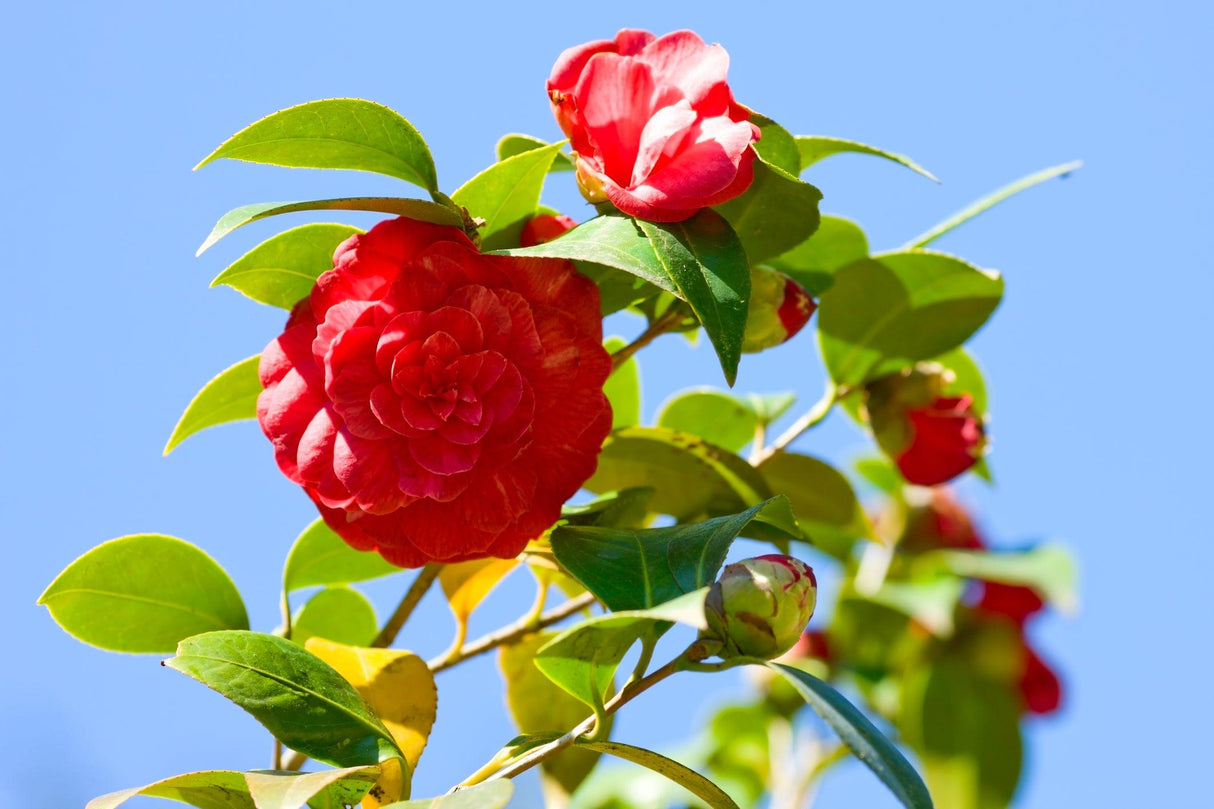 Great Eastern Camellia - Camellia japonica 'Great Eastern' - Brisbane Plant Nursery