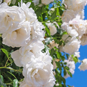 Man Size Camellia