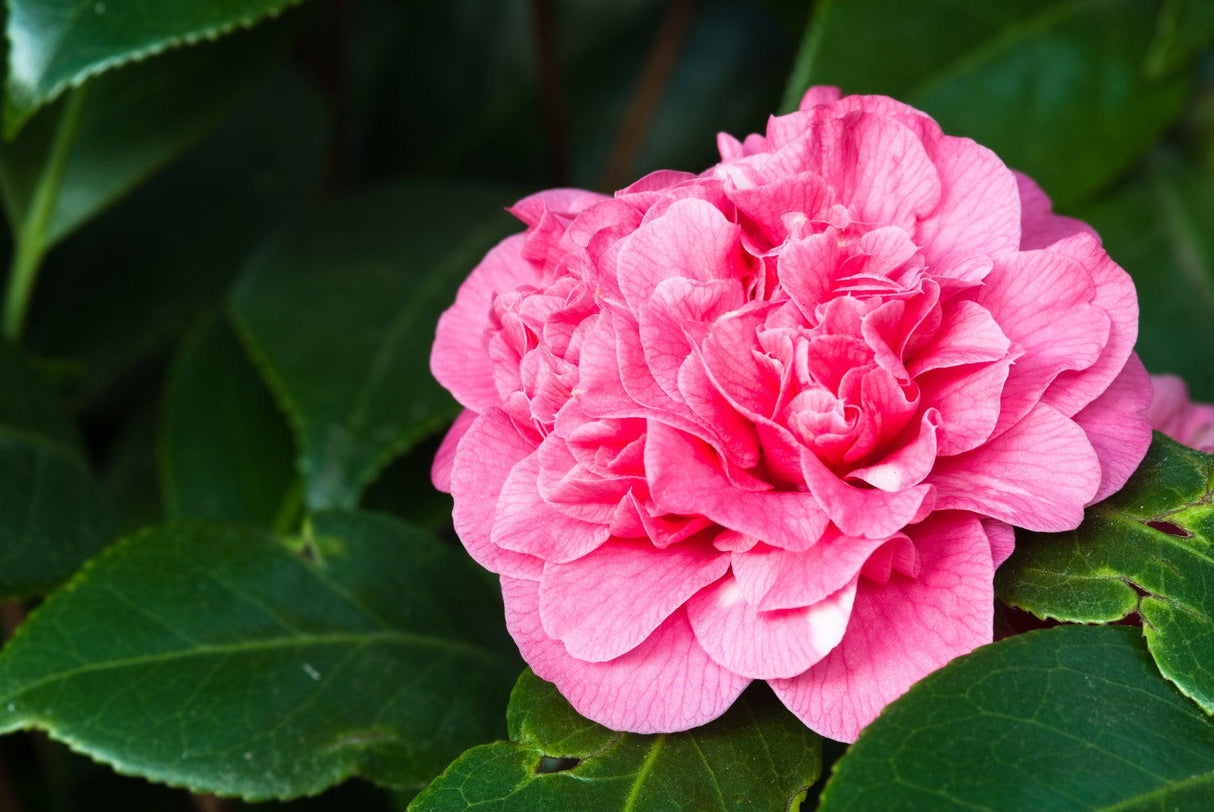 Nuccio's Jewel Camellia - Camellia japonica 'Nuccio's Jewel' - Brisbane Plant Nursery