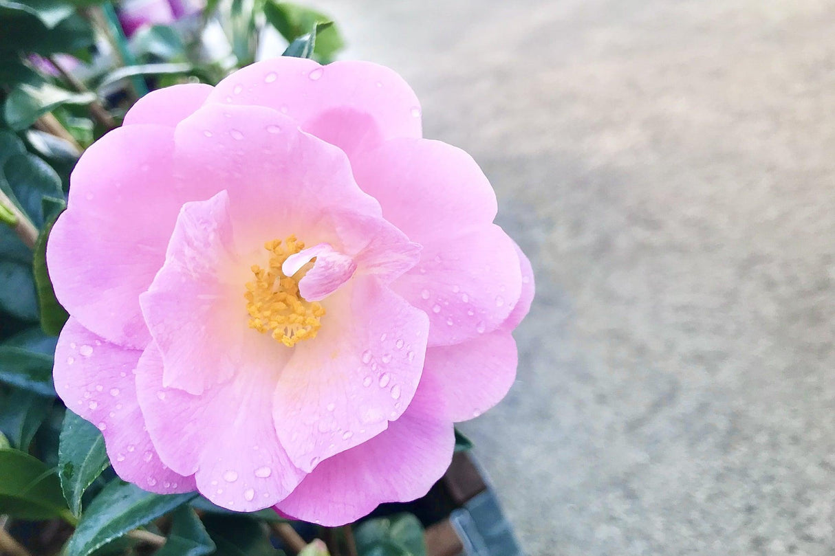 Exquisite Camellia - Camellia sasanqua 'Exquisite' - Brisbane Plant Nursery