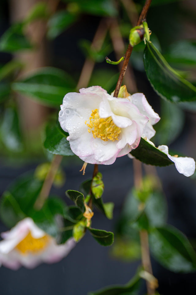 Gay Camellia - Camellia sasanqua 'Gay' - Brisbane Plant Nursery