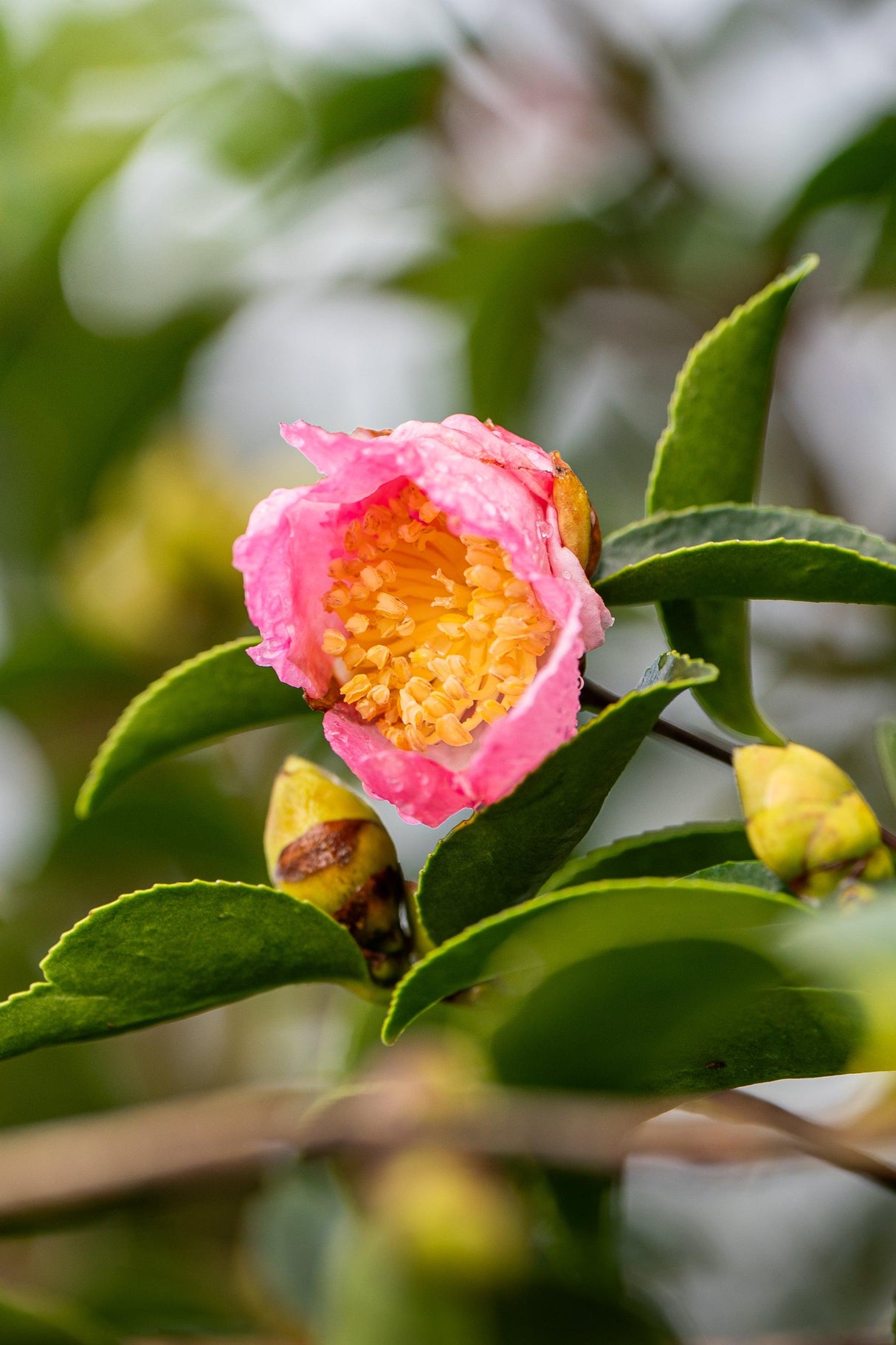 Jennifer Susan Camellia - Camellia sasanqua 'Jennifer Susan' - Brisbane Plant Nursery