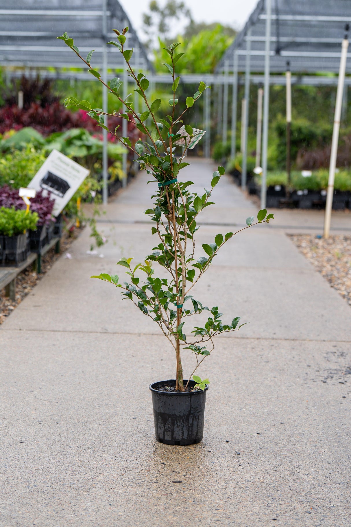 Jennifer Susan Camellia - Camellia sasanqua 'Jennifer Susan' - Brisbane Plant Nursery