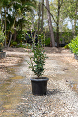 Jennifer Susan Camellia - Camellia sasanqua 'Jennifer Susan' - Brisbane Plant Nursery