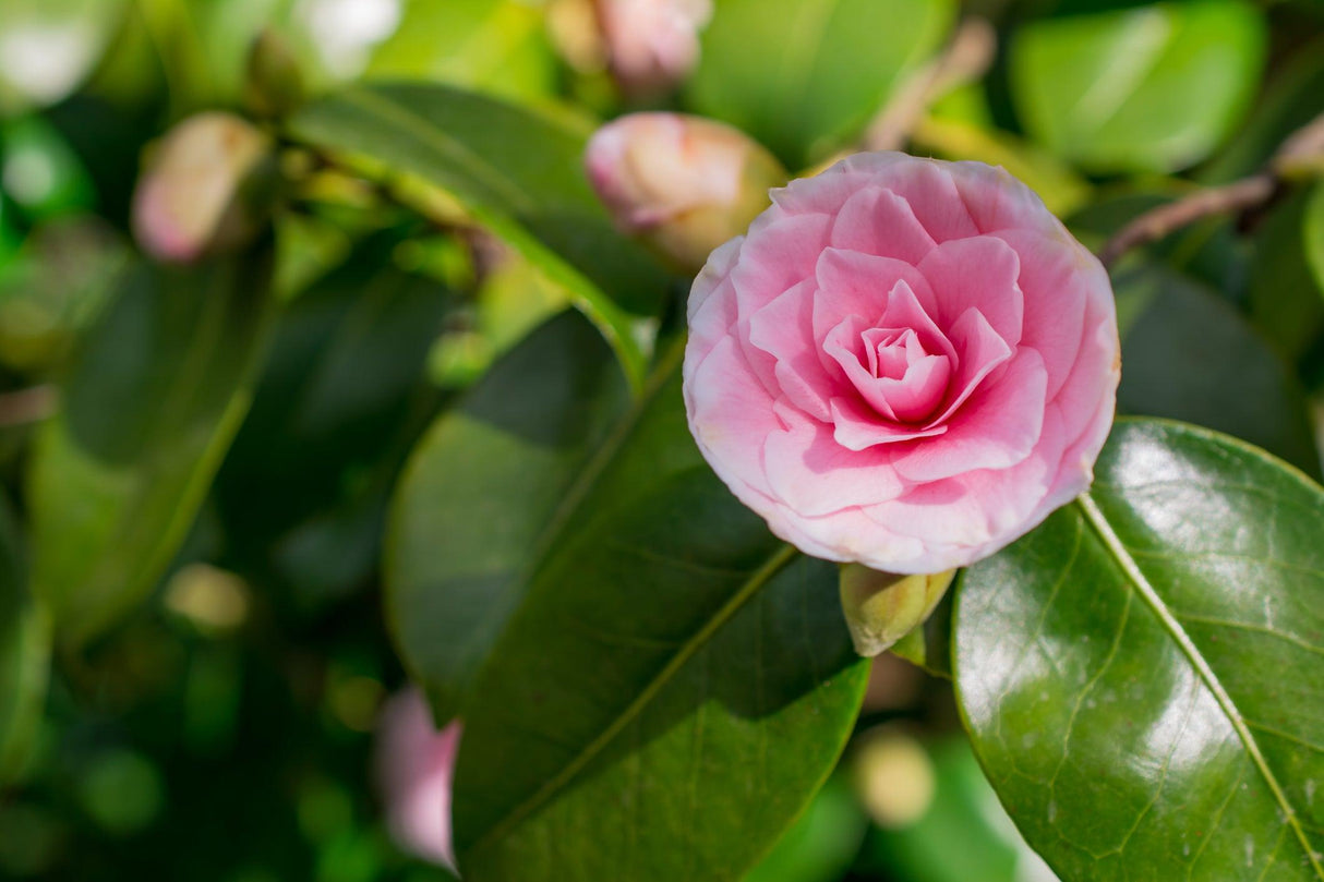 Paradise Blush Camellia - Camellia sasanqua 'Paradise Blush' - Brisbane Plant Nursery