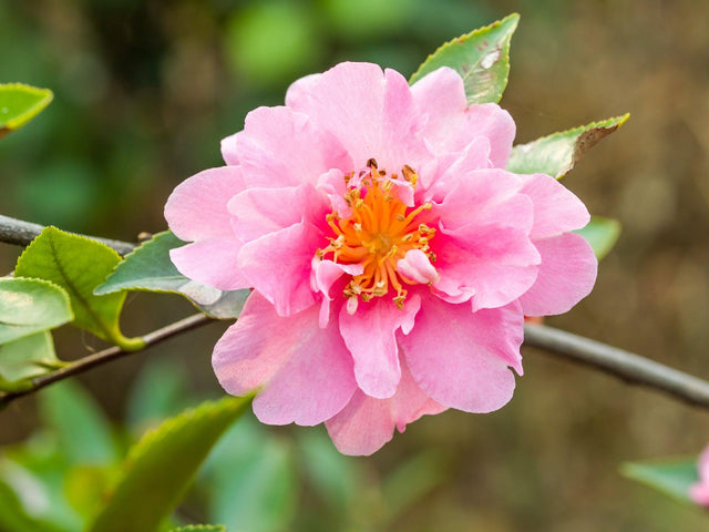 Paradise Pearl Camellia - Camellia sasanqua 'Paradise Pearl' - Brisbane Plant Nursery