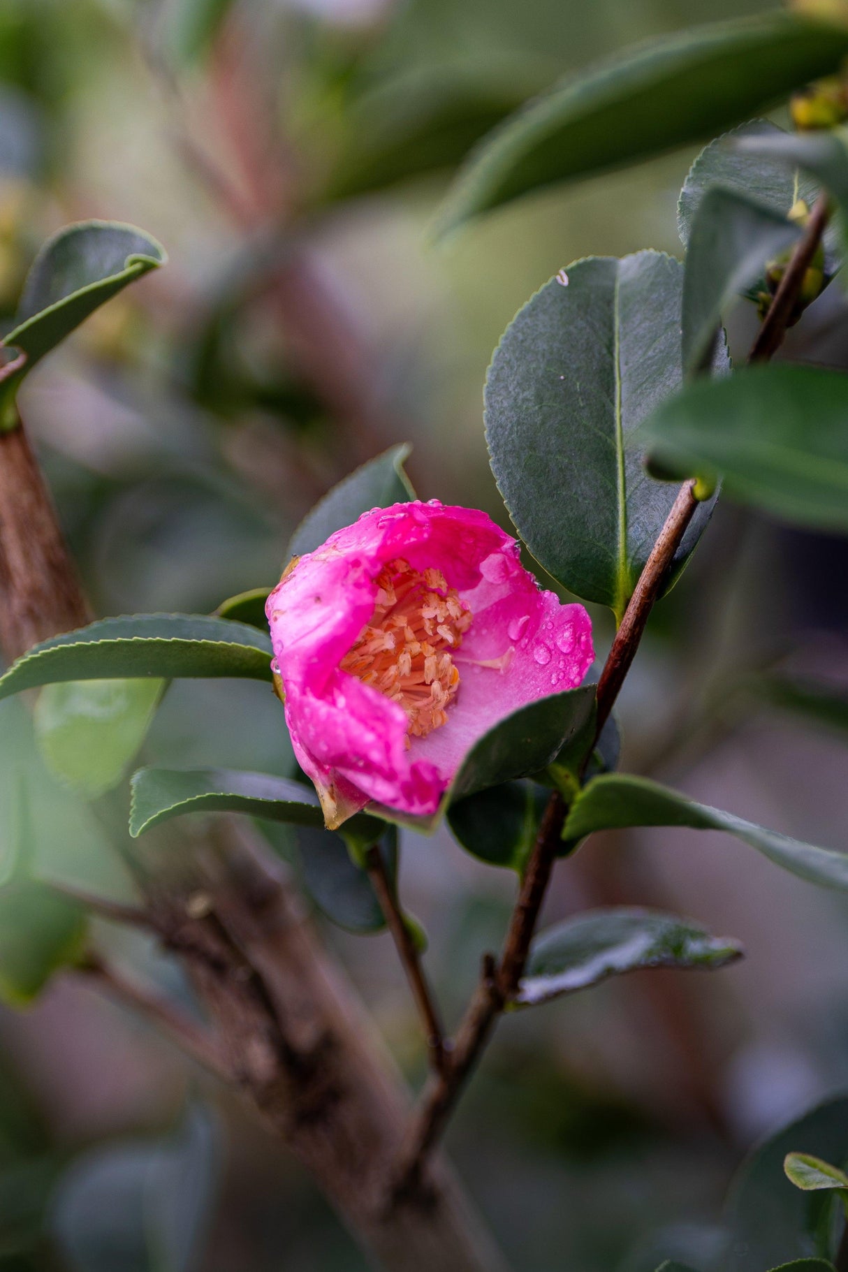 Plantation Pink Camellia - Camellia sasanqua 'Plantation Pink' - Brisbane Plant Nursery