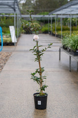 Pure Silk Camellia - Camellia sasanqua 'Pure Silk' - Brisbane Plant Nursery