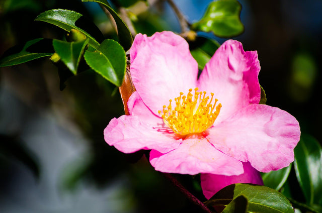 Rose Ann Camellia - Camellia sasanqua 'Rose Ann' - Brisbane Plant Nursery