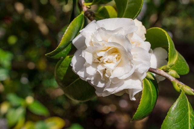 Something Special Camellia - Camellia sasanqua 'Something Special' - Brisbane Plant Nursery