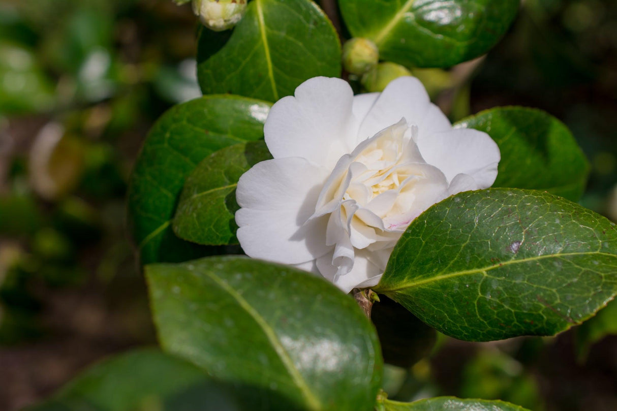 Weroona Camellia - Camellia sasanqua 'Weroona' - Brisbane Plant Nursery