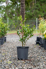 Camellia sasanqua Yuletide - Camellia sasanqua 'Yuletide' - Brisbane Plant Nursery