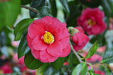 Camellia sasanqua Yuletide - Camellia sasanqua 'Yuletide' - Brisbane Plant Nursery