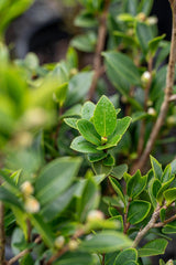 Camellia sasanqua Yuletide - Camellia sasanqua 'Yuletide' - Brisbane Plant Nursery