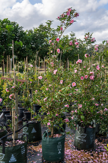 Jennifer Susan Camellia - Camellia sasanqua 'Jennifer Susan' - Brisbane Plant Nursery