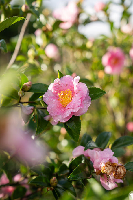 Jennifer Susan Camellia - Camellia sasanqua 'Jennifer Susan' - Brisbane Plant Nursery