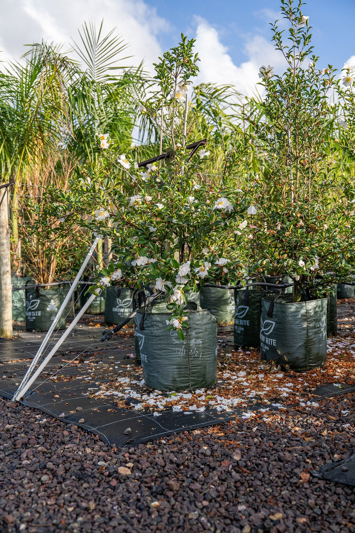 Setsugekka Camellia - Camellia sasanqua 'Setsugekka' - Brisbane Plant Nursery