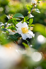 Setsugekka Camellia - Camellia sasanqua 'Setsugekka' - Brisbane Plant Nursery