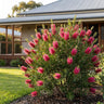 Cameo Pink Bottlebrush