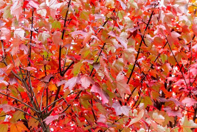 Canadian Maple Tree - Acer rubrum 'Fairview Flame' - Brisbane Plant Nursery