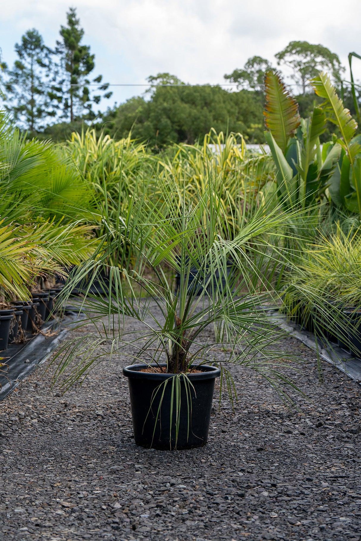 Canary Island Date Palm - Phoenix canariensis - Brisbane Plant Nursery