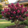 Canopy Crepe Myrtle