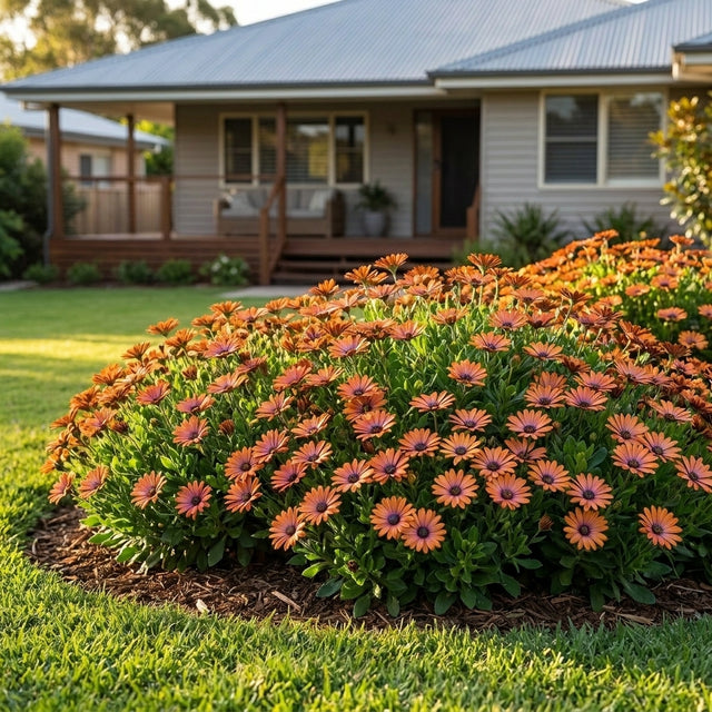 Cape Daisy Lazy Daisy Copper - Osteospermum 'Lazy Daisy Copper'