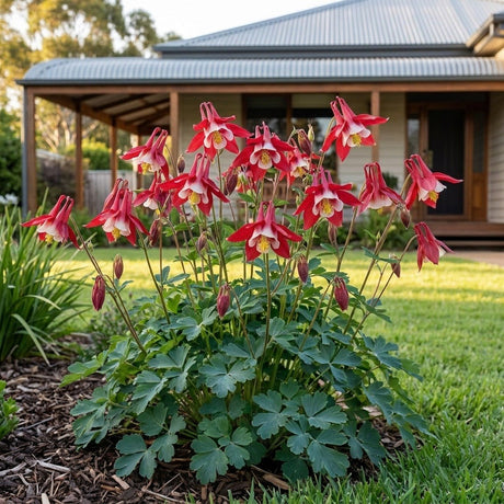 Granny's Bonnet (Aquilegia vulgaris)