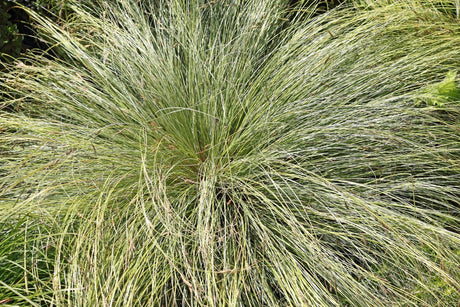 Tall Sledge Grass - Carex appressa - Brisbane Plant Nursery