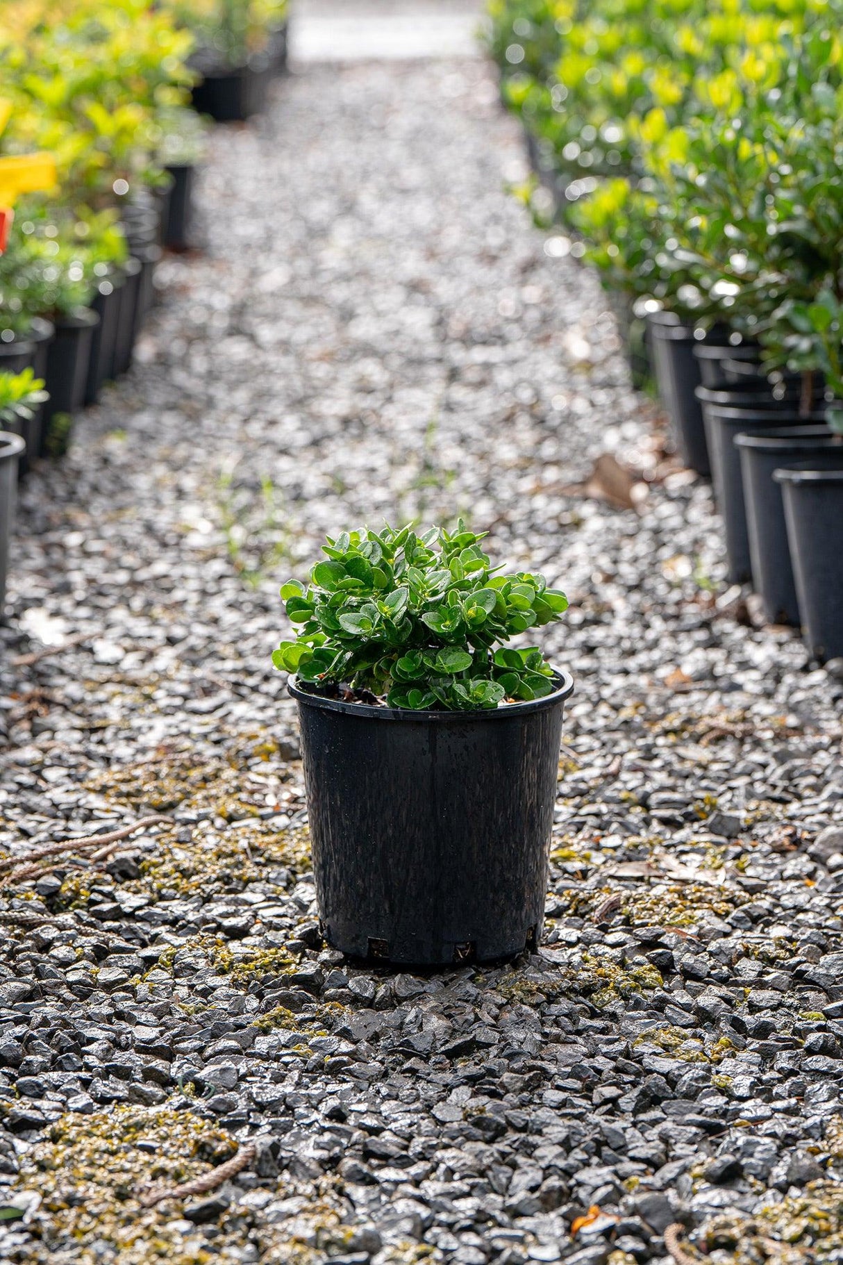 Desert Star - Carissa macrocarpa - Brisbane Plant Nursery