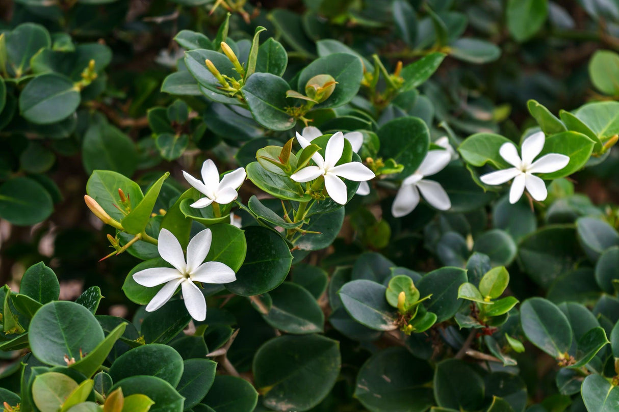 Green Carpet - Carissa macrocarpa - Brisbane Plant Nursery