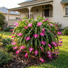 Caroline Christmas Cactus