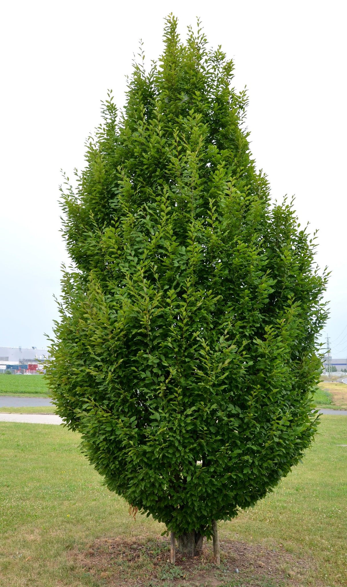 Upright Hornbeam - Carpinus betulus 'Fastigiata' - Brisbane Plant Nursery