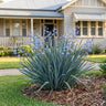Cassa Blue™ Dianella